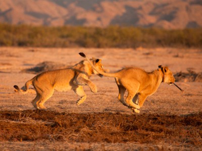 Болотные львы