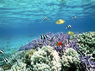 Подводный мир