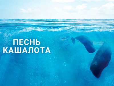 Песнь кашалота