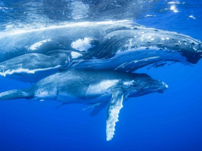 Гениальные морские охотники