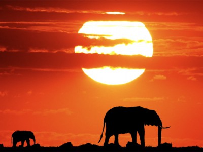 Героини Саванны