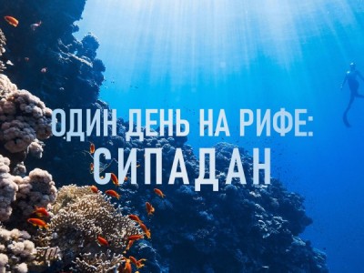 Один день на рифе: Сипадан
