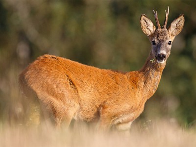 Трофейная охота на сибирскую косулю на реву