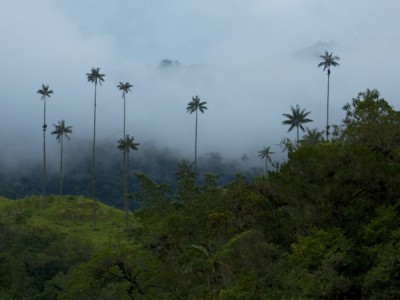 Своим путём: Колумбия