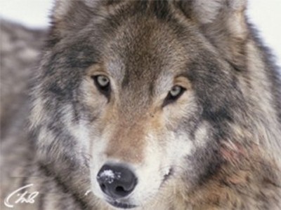 Сам себе охотник