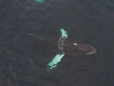 Спасение южного кита