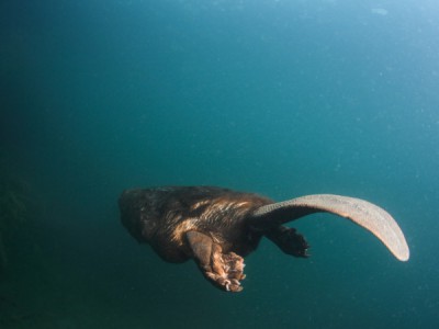 Бобёр — супергерой дикой природы