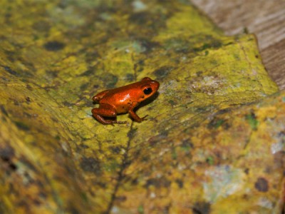 Яд. Достижение эволюции
