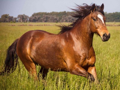 Профессия — любить животных