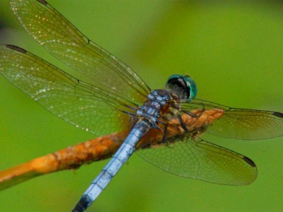 Необыкновенная жизнь стрекоз