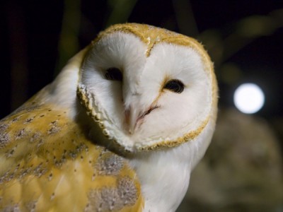 Призрак леса