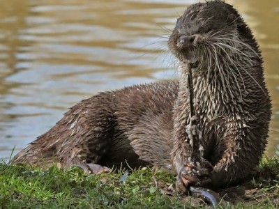 Выдры, глобальное потепление