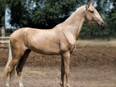 Ахалтекинцы: небесные создания