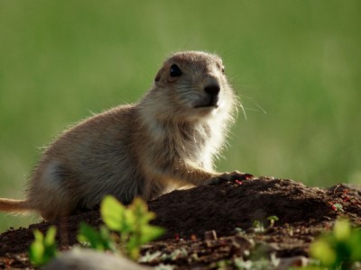 Дикий Запад: жизнь степной собачки