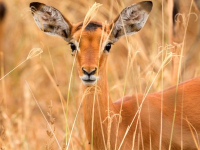 Судьбы животных