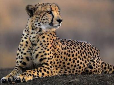 Африканские кошки