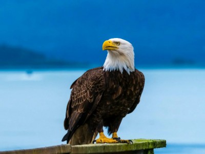 Короли неба