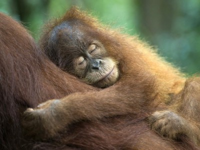 Обезьяны и другие. Наши ближайшие родичи