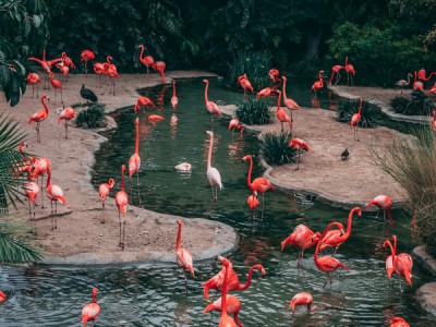 Великое переселение пернатых-2