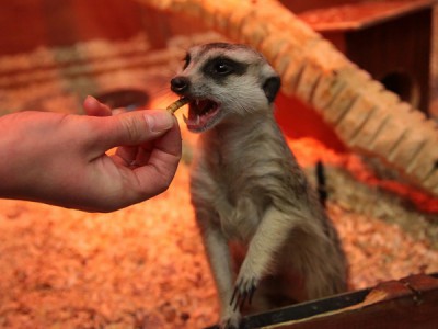 Невероятные питомцы