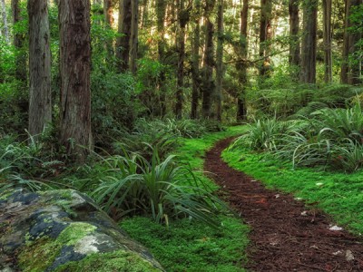 Лыжная симфония