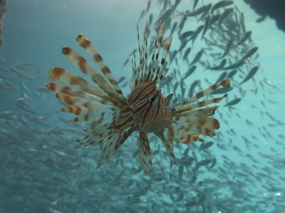 Подводная вселенная