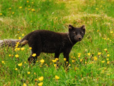 Разговоры с животными