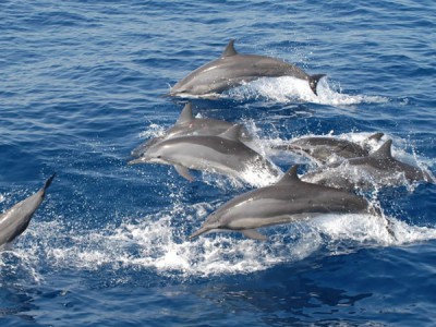 Длинноносые дельфины