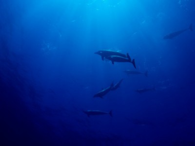 Дикий Туамоту