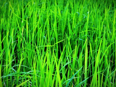 Зеленые квадраты. Спецвыпуск