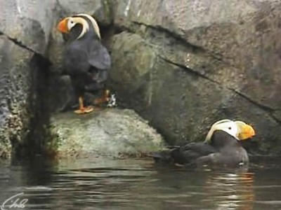 Дикая природа Аляски