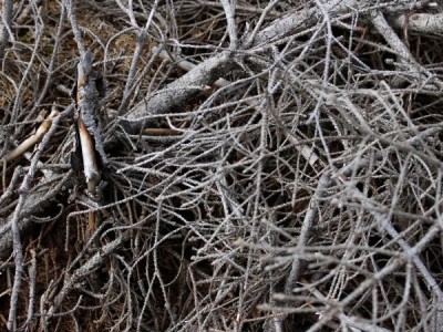 Ох уж эти ветки!