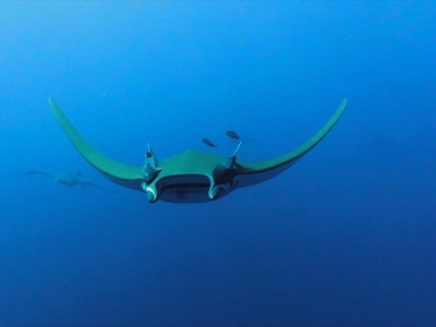 Гиганты дикой природы