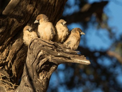 В гостях у птиц и зверей