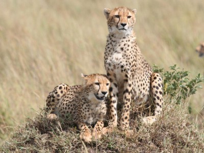 Семейные узы в дикой природе