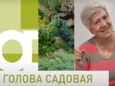 Голова садовая