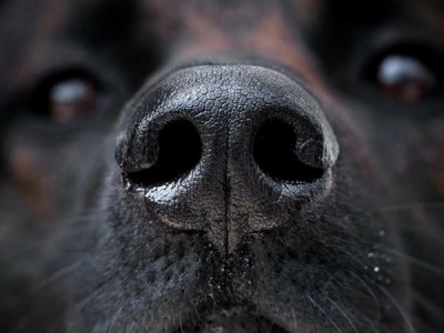 Секреты собачьего носа