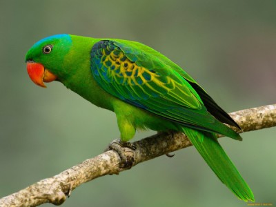 Зеленые животные