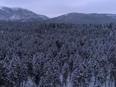 Дикая Монтана