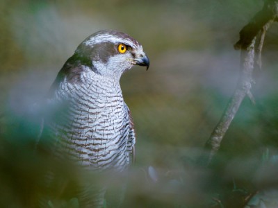 Охотники Средиземного моря