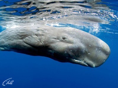 Наша Земля. Наши океаны