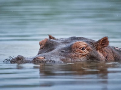 Морские бегемоты Оранго