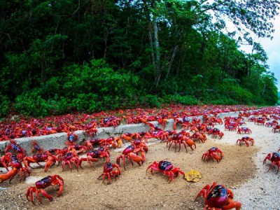 Таинственная миграция красных крабов