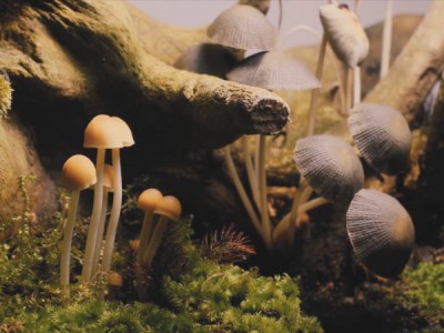 Царство грибов