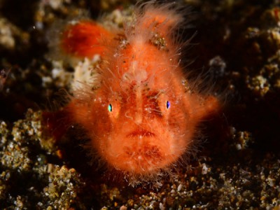 Странные создания моря Батангас