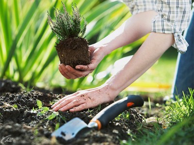 Дачные радости