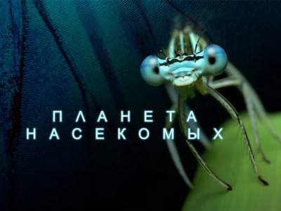 Планета насекомых