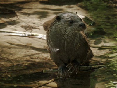 Зелёный пояс Европы