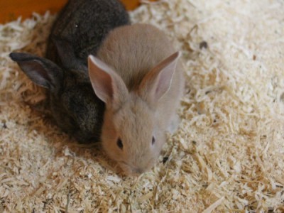 Ярмарка тщеславия