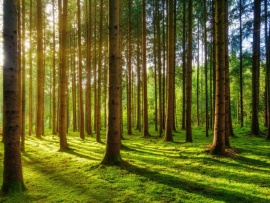 Изумрудный лес